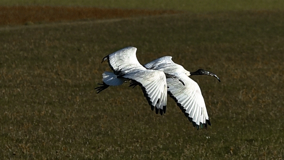 La coppia di ibis in una foto di Giuliano Gardenghi