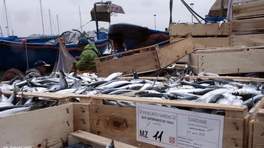 Sequestro prodotti ittici
