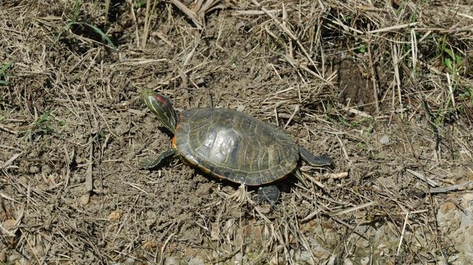 La tartaruga americana spunta in Romagna