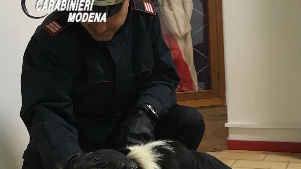 Il cane liberato dai carabinieri