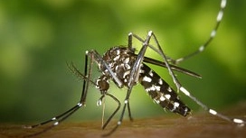 Zanzare (foto Dire)