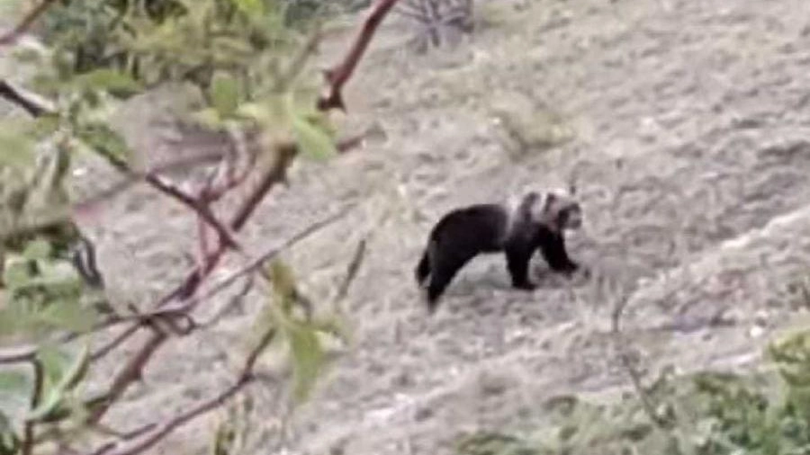 L'orso sui monti Sibillini in un fotogramma del video