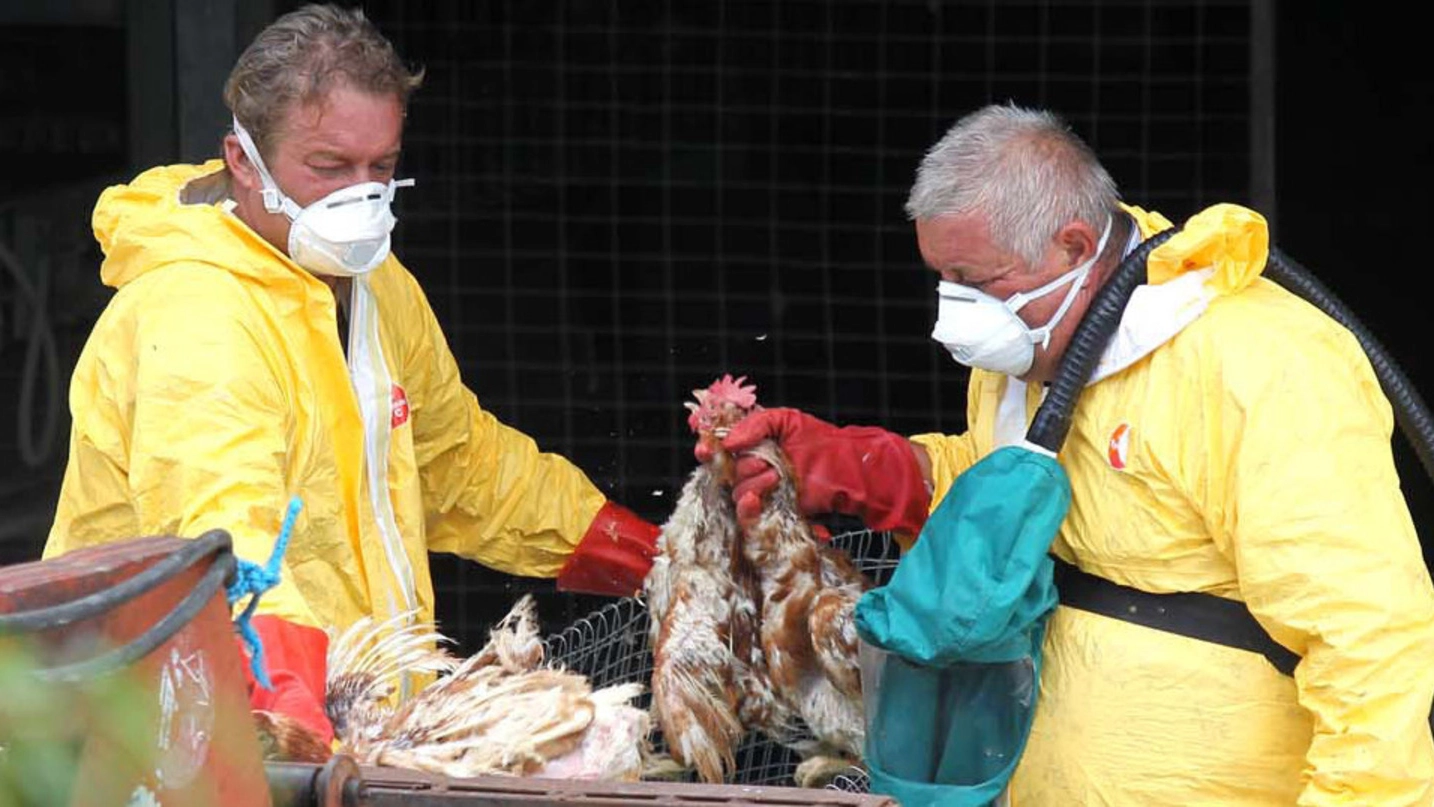 Gli allevamenti Eurovo erano già stati colpiti da una medesima infezione di aviaria nel 2013