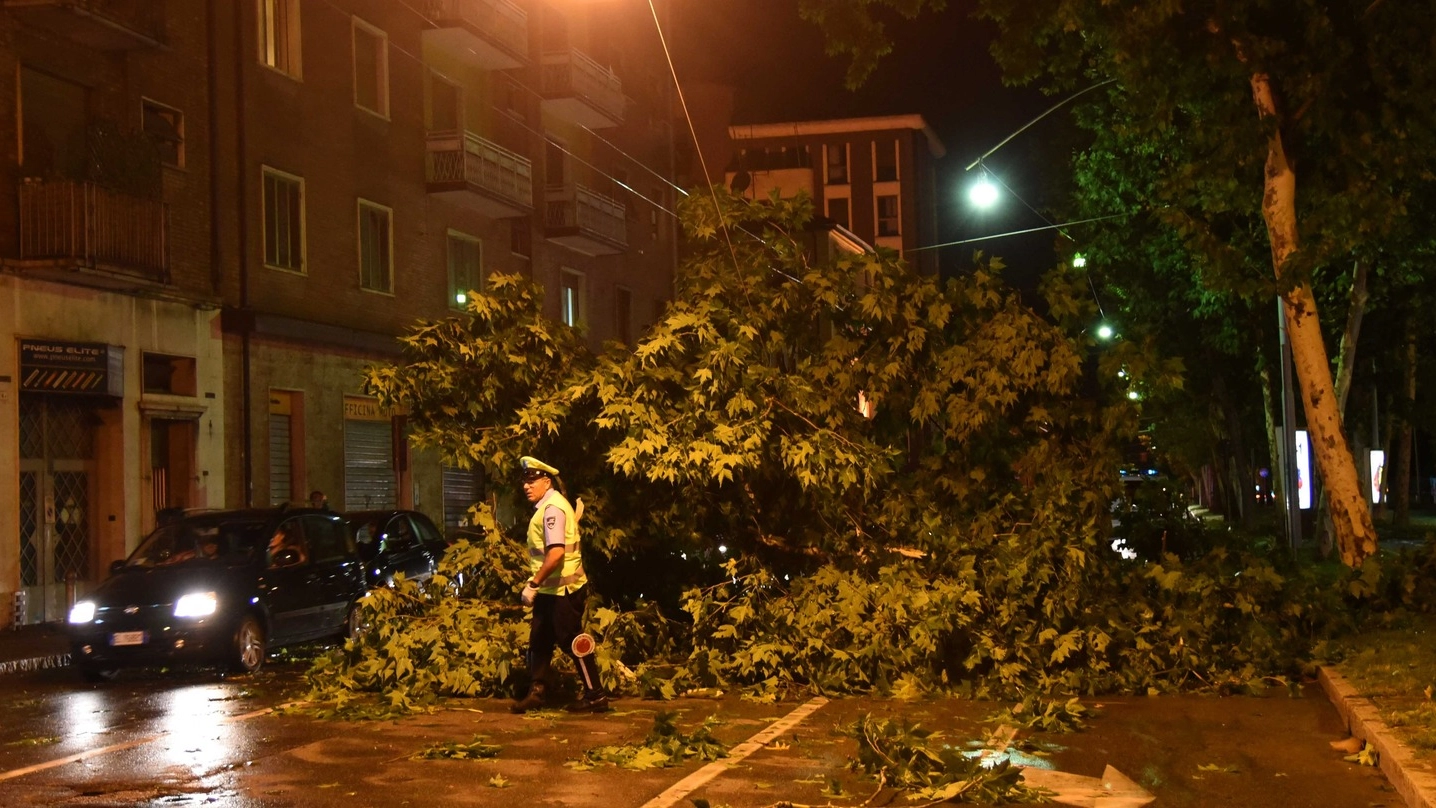 L’albero crollato in via Sant’Isaia (Foto Schicchi)