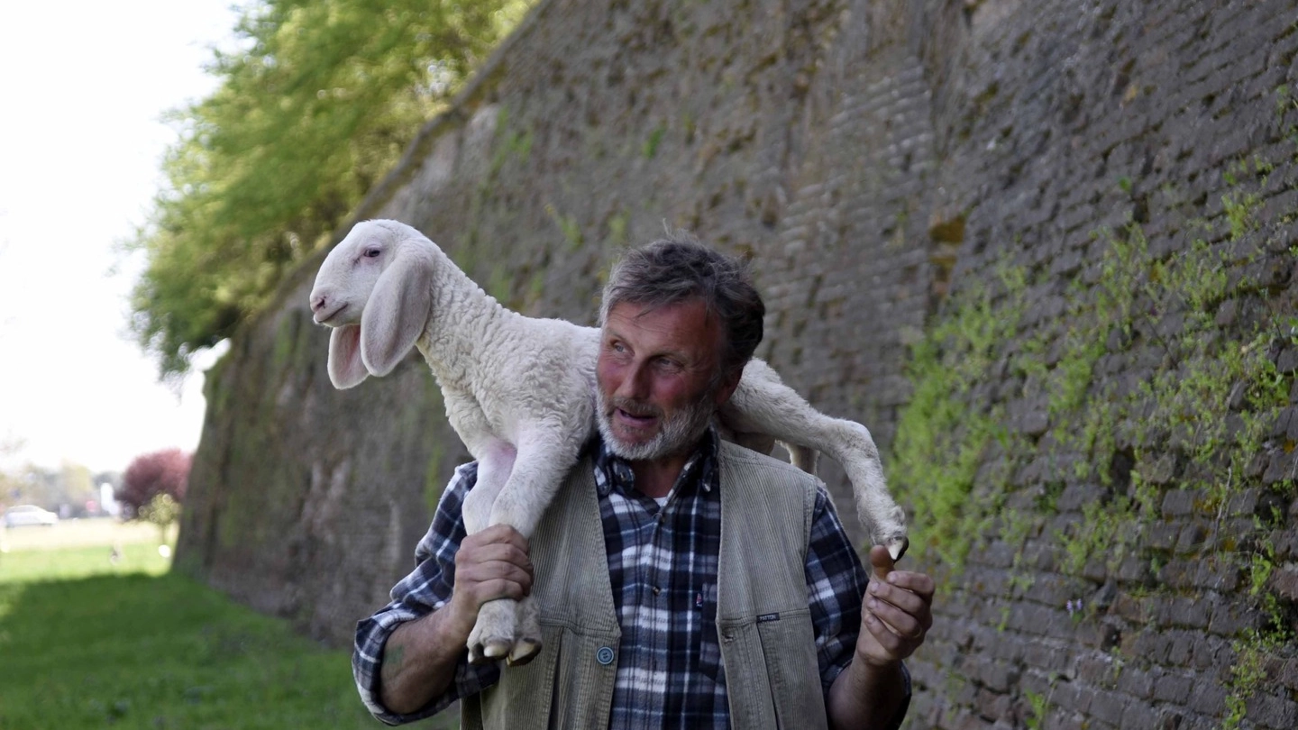 Il pastore Massimo Freddi con un agnelino nel Sottomura