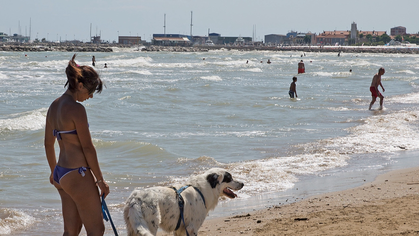 Cani in spiaggia (Fotoprint)