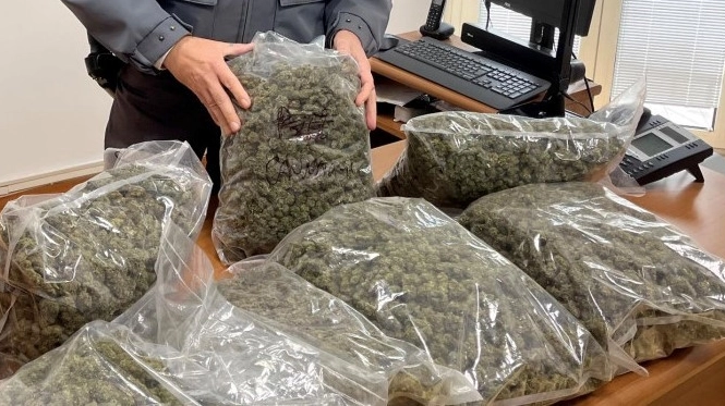 Fiamme Gialle in azione: sequestrati 250 chili di marijuana in provincia di Macerata