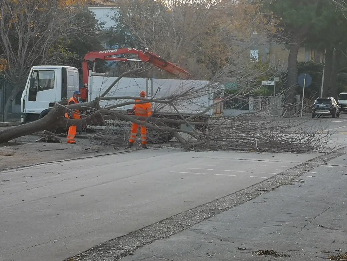 Maltempo, alberi abbattuti dal vento