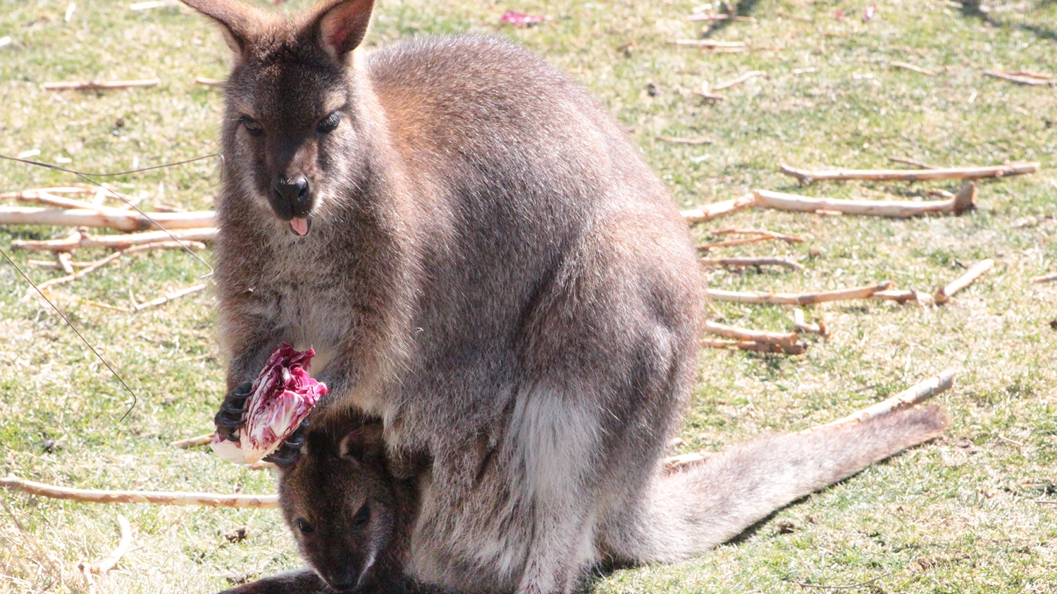 Il piccolo wallaby nel marsupio di mamma Magda