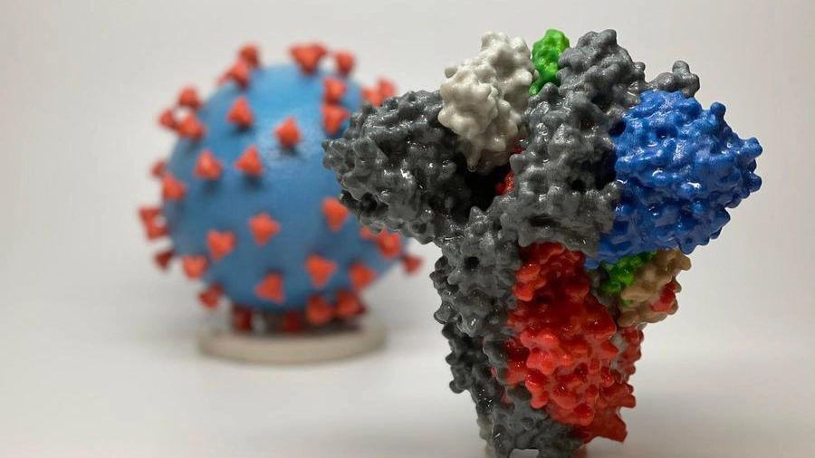 La proteina 'spike' del SarsCoV2 ricostruita in 3D (Ansa)