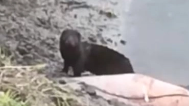 Il frammento di un video girato da un residente che ha ripreso un visone lungo il canale