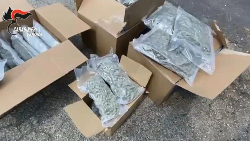 Parte della marijuana sequestrata dai carabinieri nel corso delle indagini