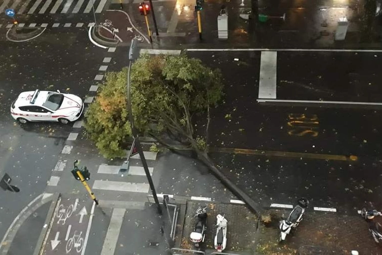 Un albero caduto a Firenze