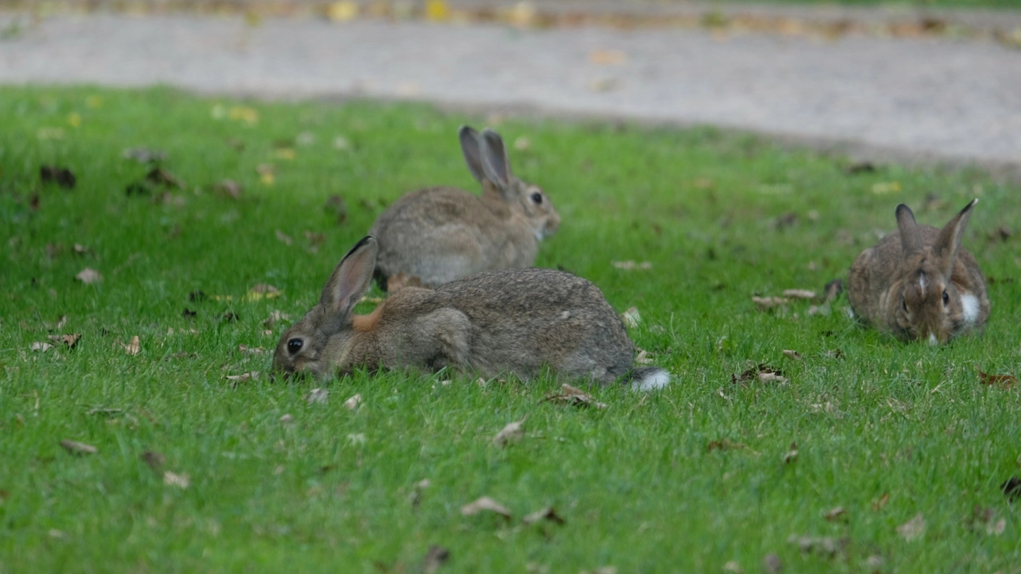 I conigli al parco urbano, il problema del sovraffollamento sta crescendo (Frasca)
