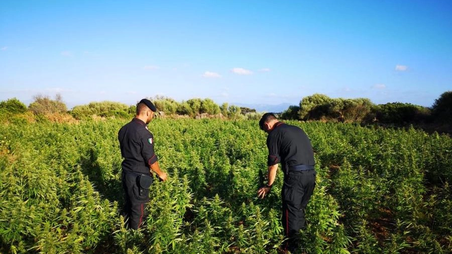 Carabinieri in una piantagione di marijuana (Foto d'archivio)