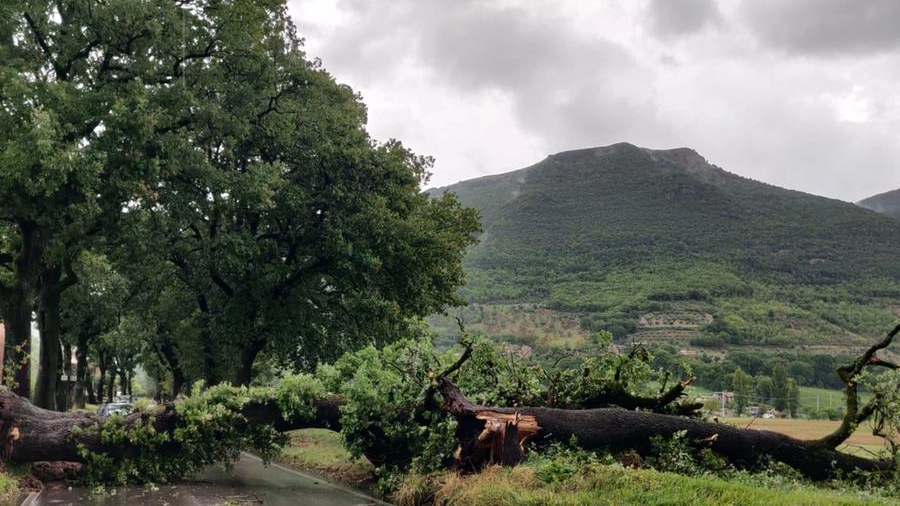 Uno degli alberi caduti a Gubbio