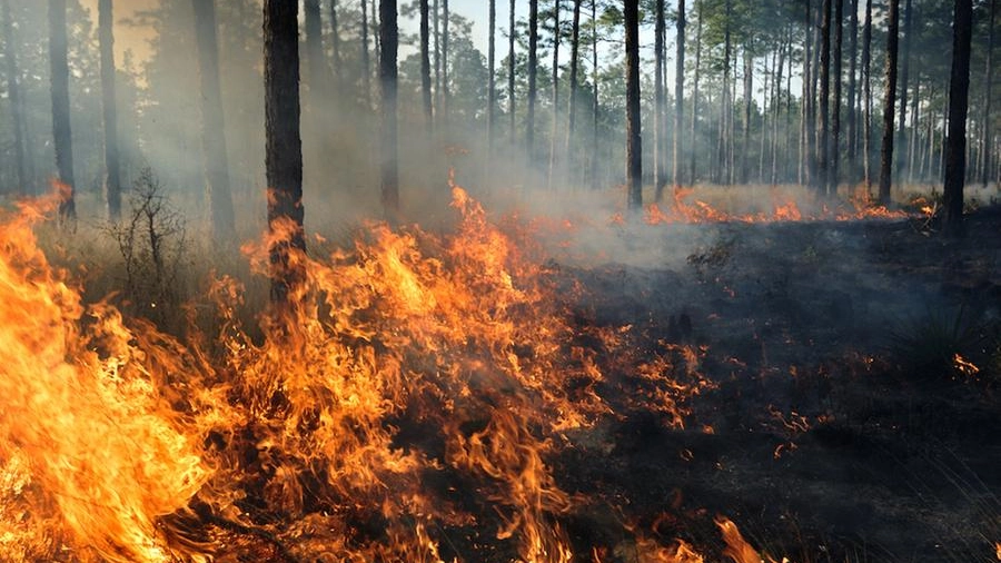 Gli incendi spingono gli alberi a spostarsi verso condizioni climatiche migliori
