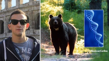 Andrea Papi, un piano per trasferire gli orsi dal Trentino