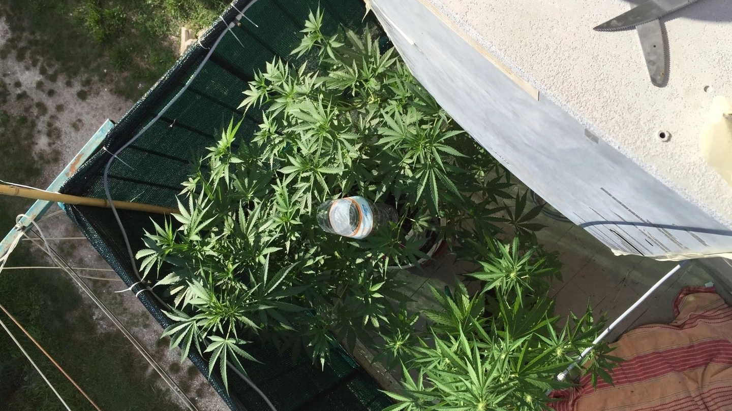 La marijuana sul terrazzo