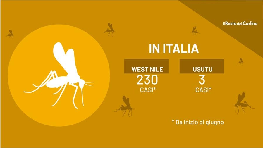 Usutu e West Nile: cosa sono