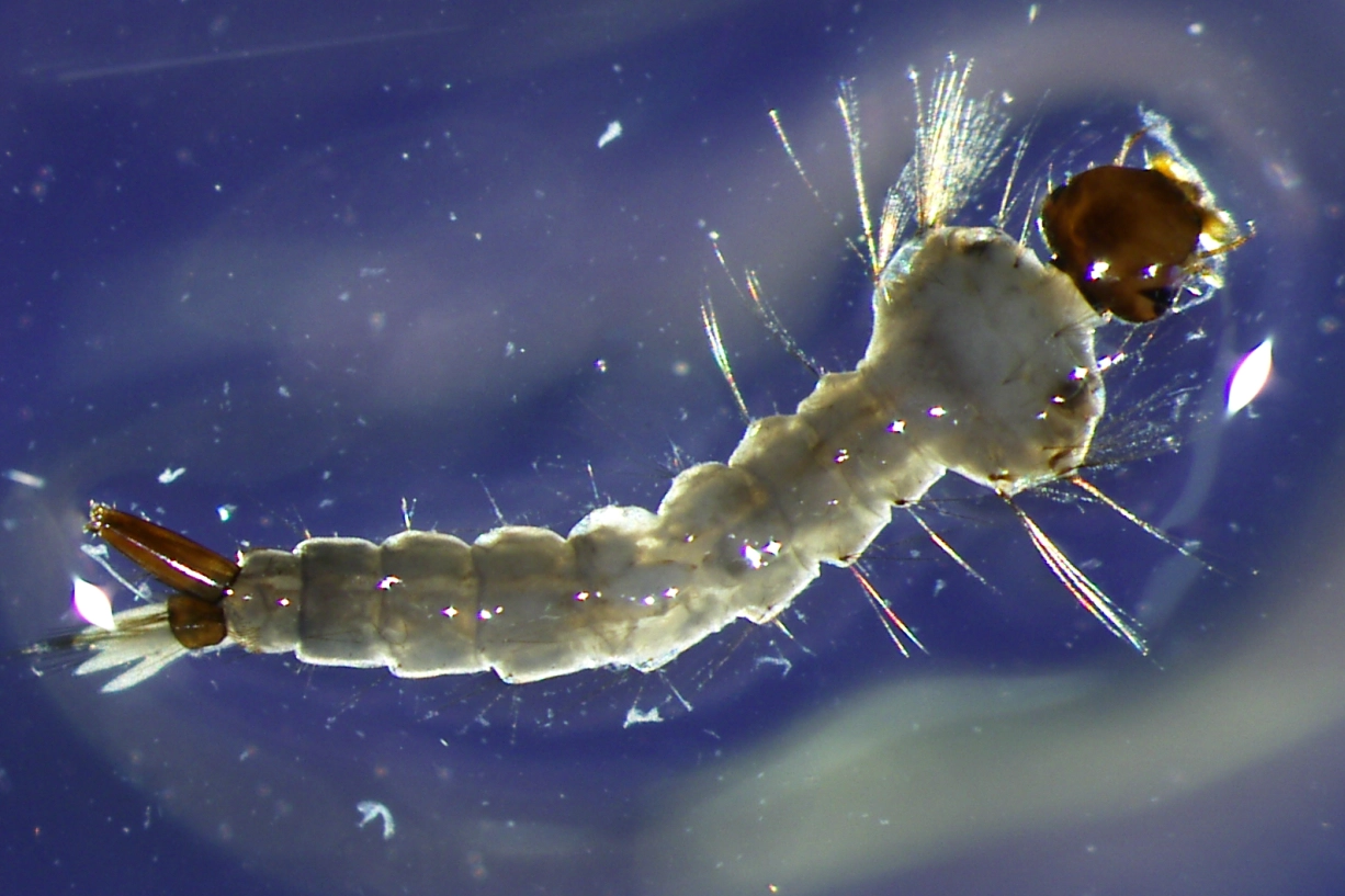 Zanzara coreana, una larva (Istituto Zooprofilattico delle Venezie)