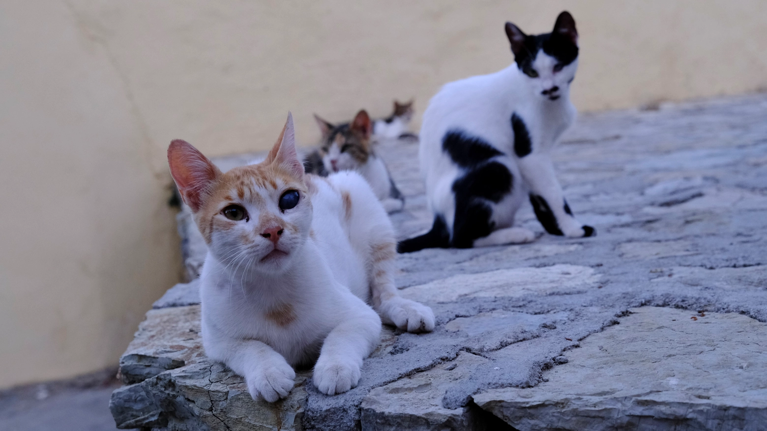 Il misero dei gatti scomparsi in Appennino bolognese