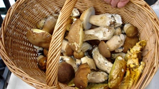 Un cestino pieno di funghi (foto d’archivio Umicini)