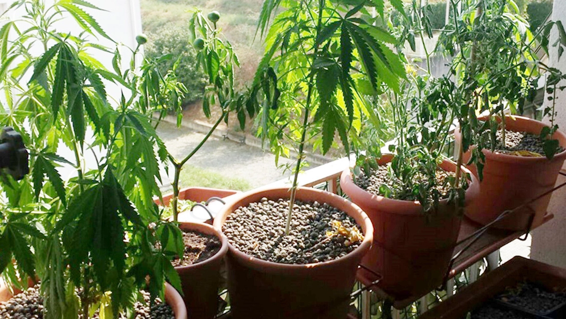 Piante di marijuana (foto d’archivio)