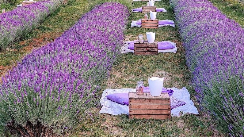 Viano, picnic tra i filari di lavanda