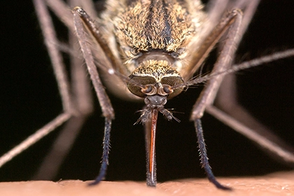 Zanzara e virus West Nile, cosa sapere