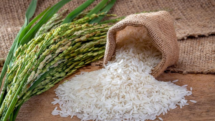 Prende il via in questi giorni la stagione del riso nella regione: nel Veronese prevista una riduzione della superficie coltivata del 2,37%