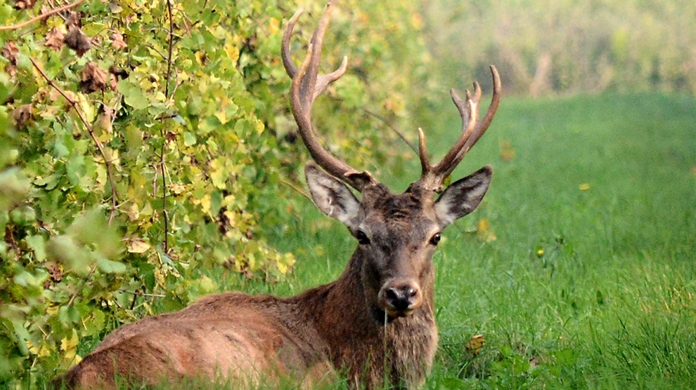 Il cervo è stato avvistato nelle campagne intorno a Maiano Monti (Scardovi)