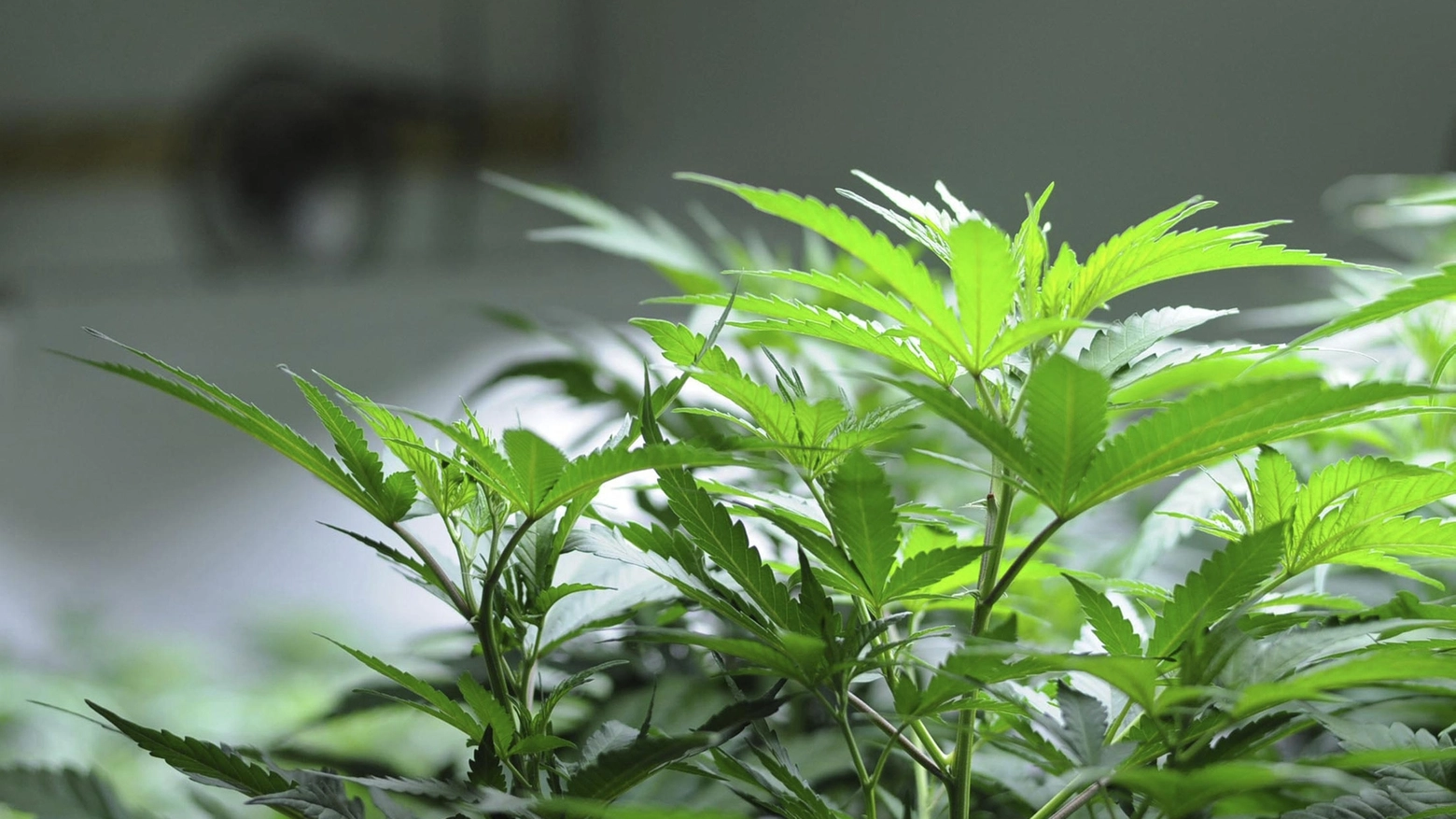 Nel casolare di Portomaggiore furono trovati 3 chili di marijuana