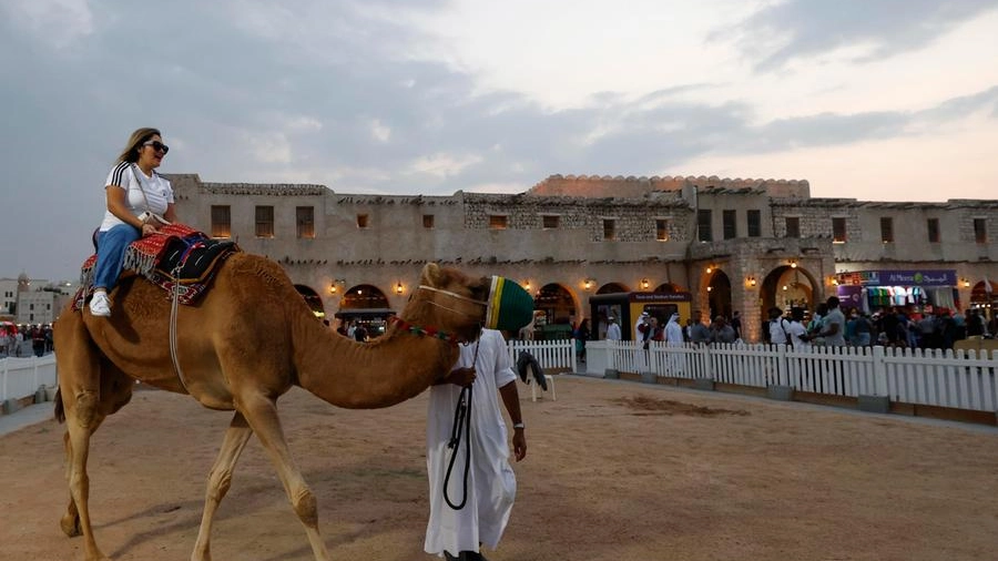 Concorso di bellezza per cammelli in Qatar