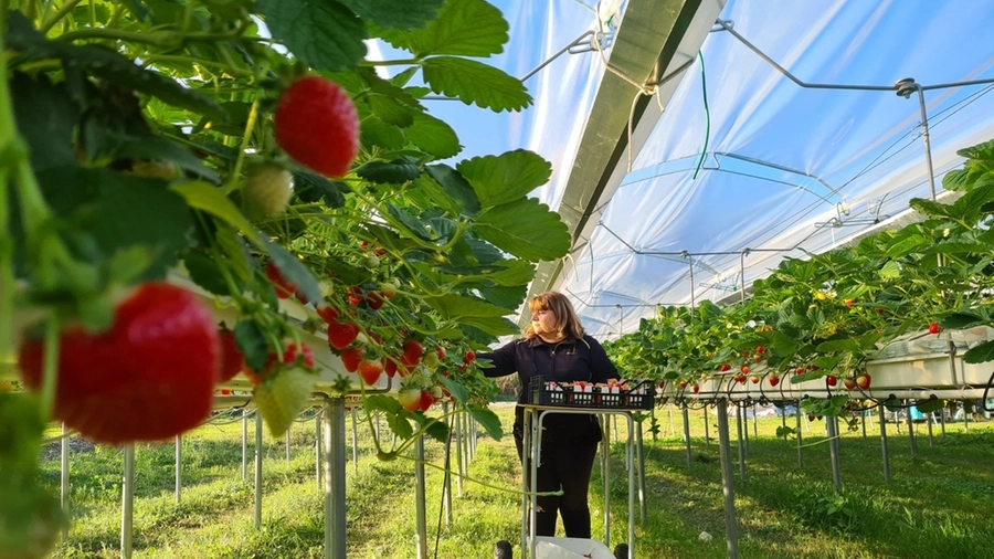 Sono 15 le aziende agricole coinvolte tra Parma, Reggio Emilia e Modena: si sperimentano tecniche per conservare la biodiversotà
