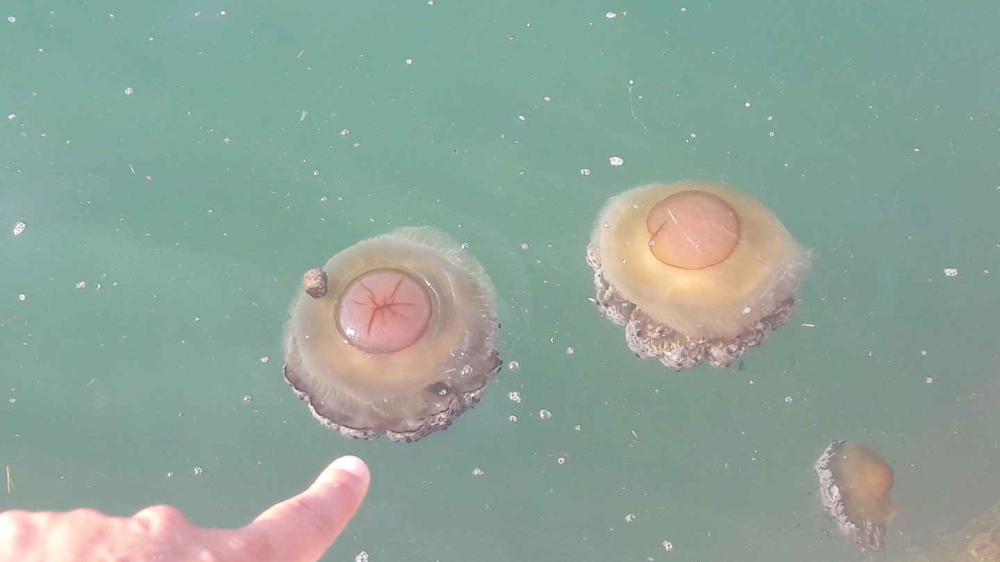 Le meduse ieri nelle acque del porto antico e l’alga tossica al Passetto (Foto Antic)