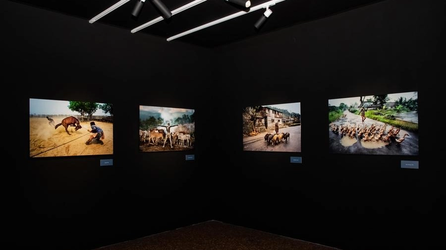 Bologna, in mostra gli 'Animals' di Steve McCurry