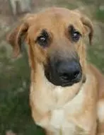 Una famiglia su tre ospita un cane o un gatto