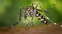 Esemplare di zanzara (foto archivio)
