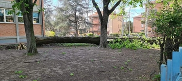 Tempesta di vento a Modena, alberi sradicati e camion fuori strada