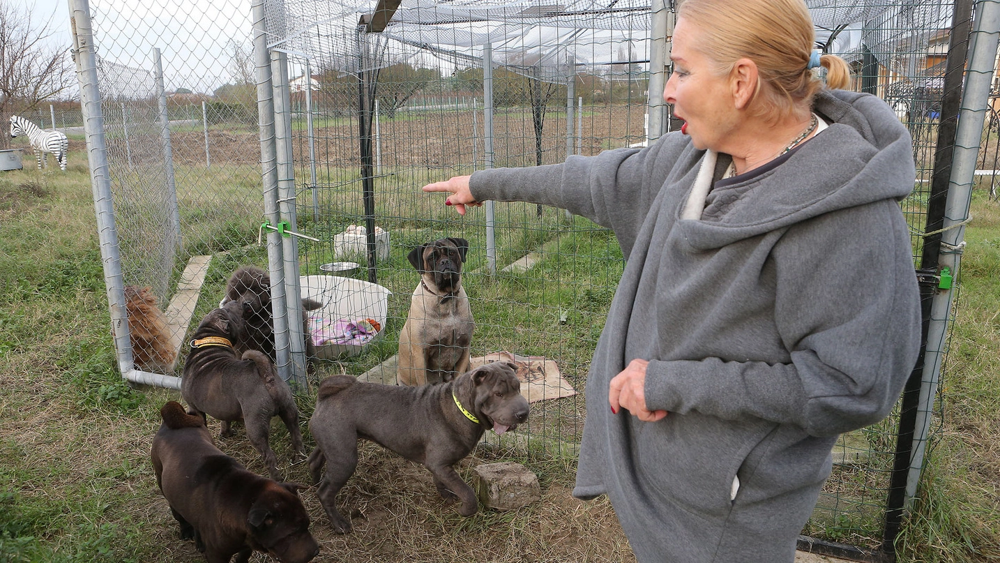 Eleonora Schonwald nella sua tenuta piena di animali (foto Zani)