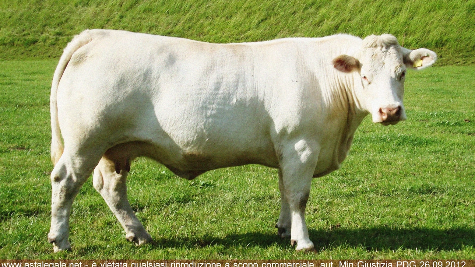 Una delle 17 mucche che si possono comprare per 14mila euro