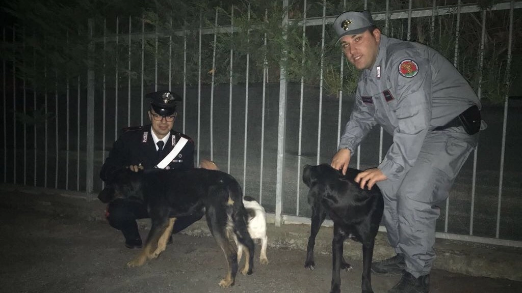 Luna, Nero e Garcia: i tre cani salvati dai carabinieri e dalla Forestale di Monterenzio