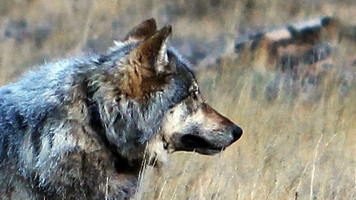 Un lupo (foto di repertorio AP)