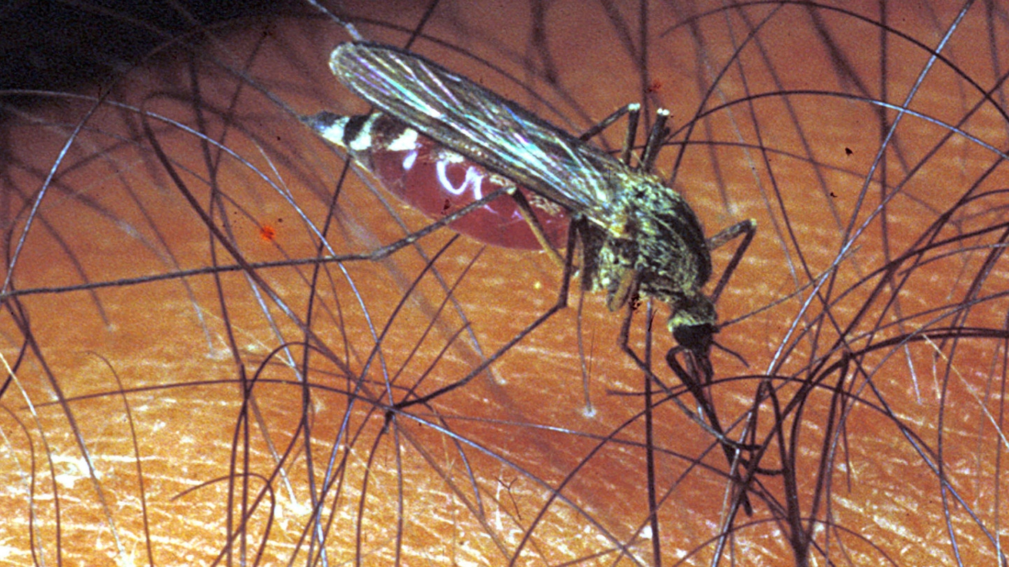 Una zanzara del genere Culex che trasmette la West Nile