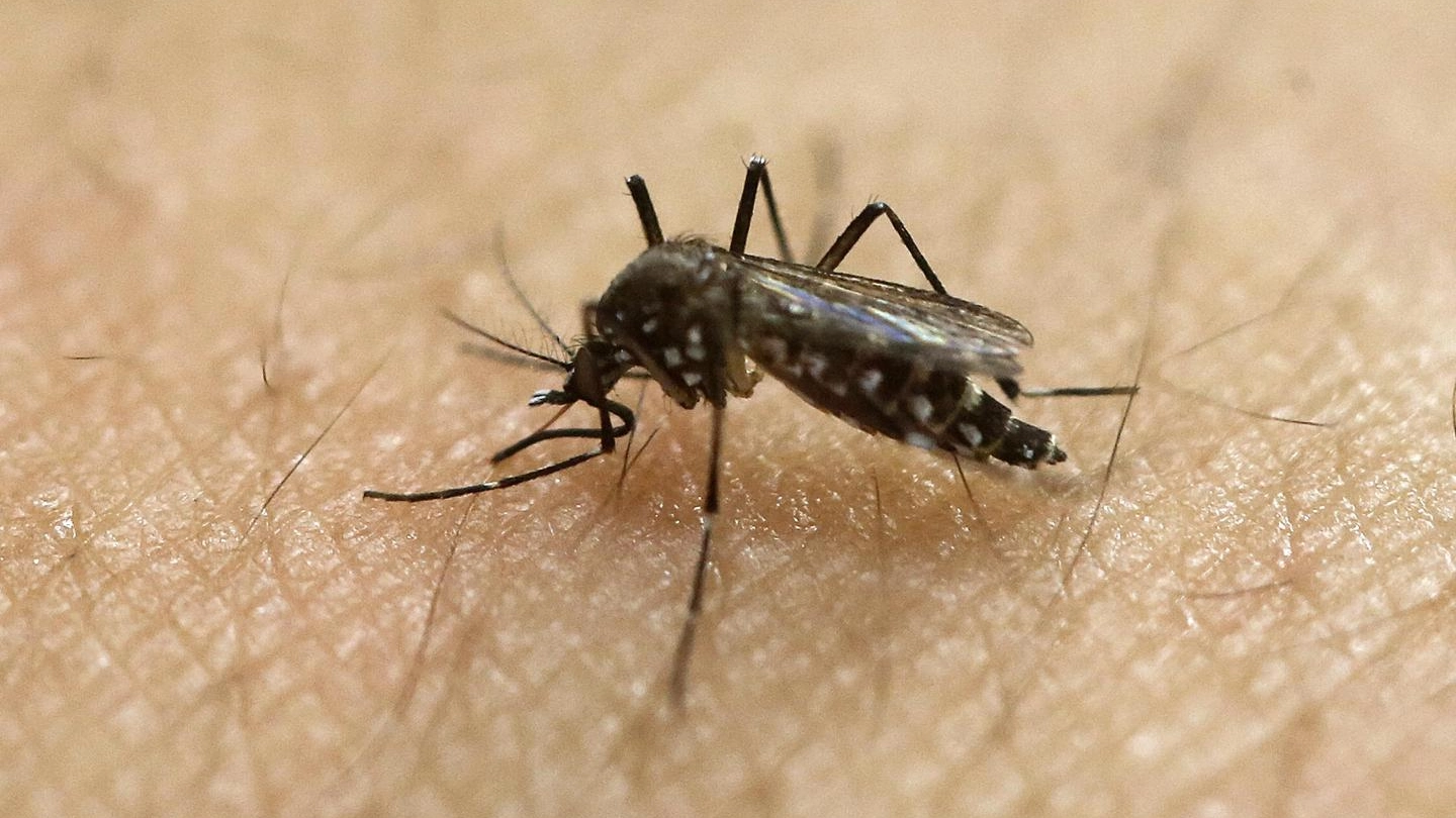 Il virus si trasmette attraverso le zanzare