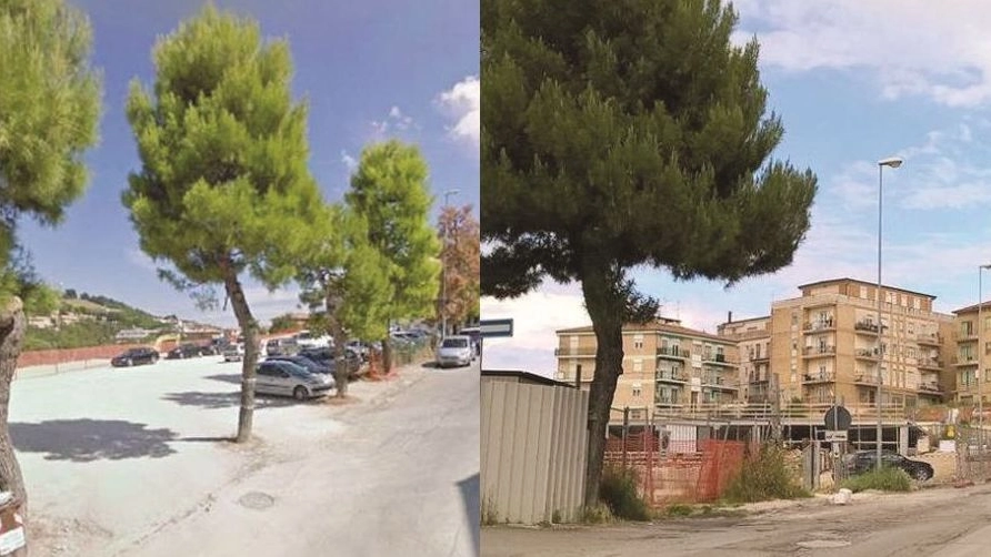 Fermo, alberi abbattuti: via Beni prima e dopo
