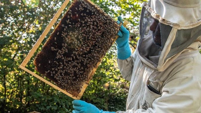 Un apicoltore con le sue arnie (foto d’archivio)