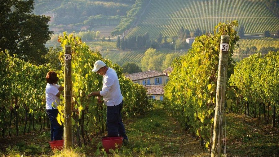 Il bianco romagnolo è il vino emergente in Emilia Romagna