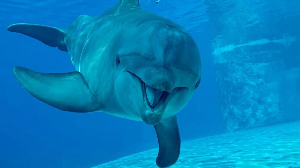 Addio a Pelè, delfina di 59 anni che viveva a Oltremare di Riccione